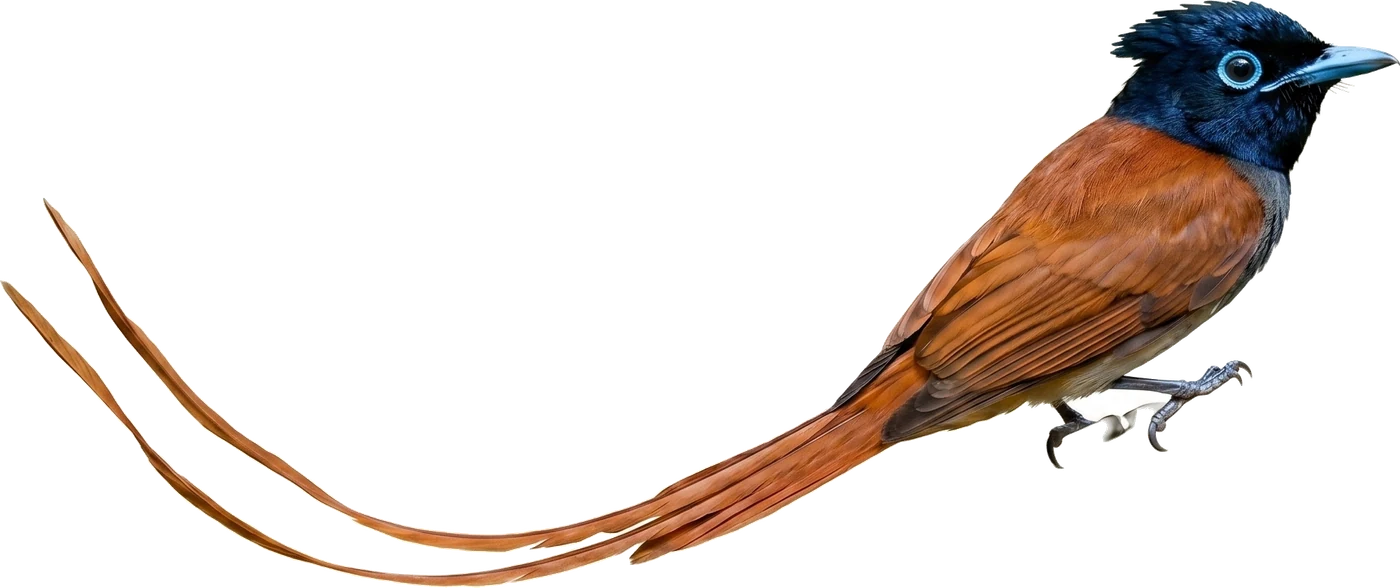 Madagascar rufous flycatcher
